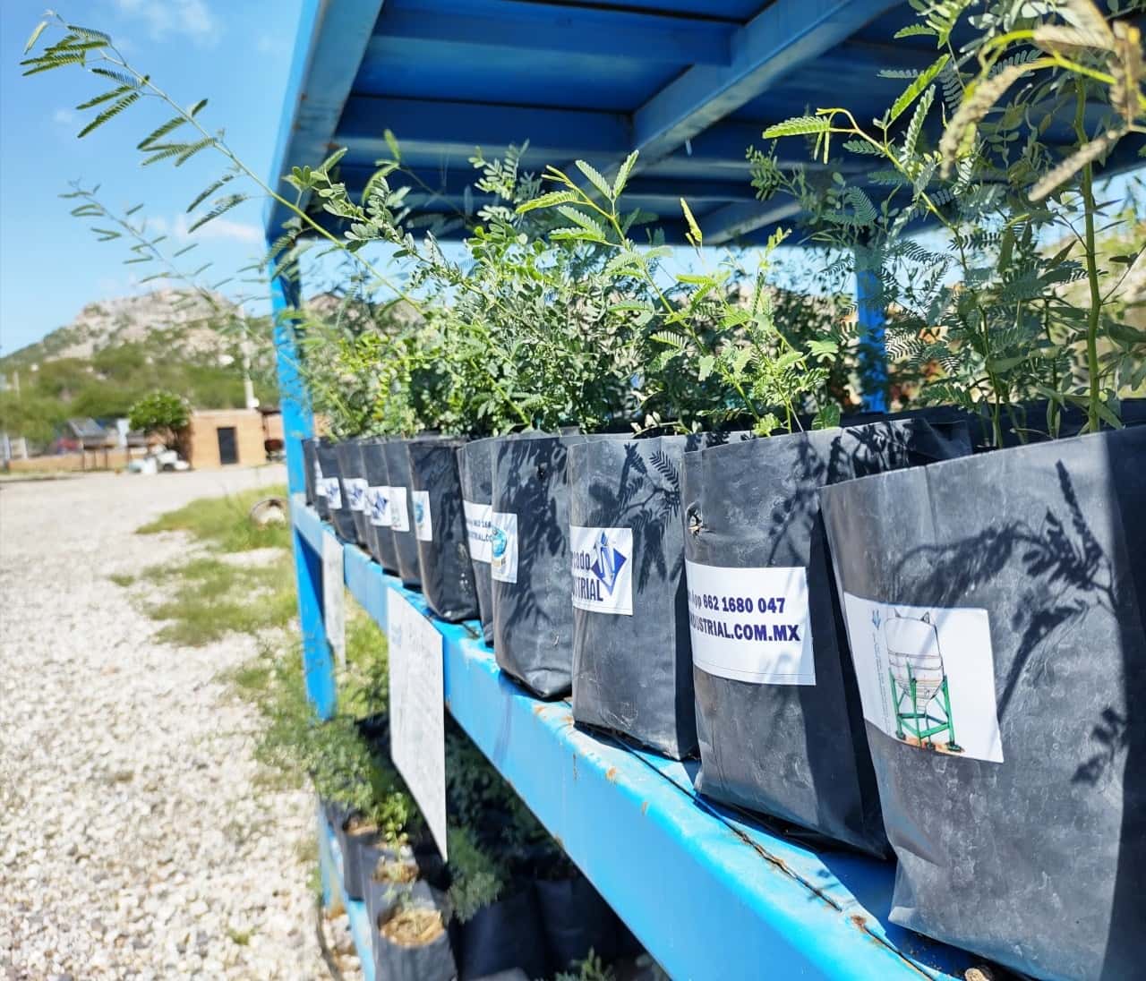 Adopta y planta raíces sonorenses con Mercado Industrial